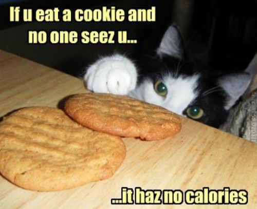 catcookie.jpg